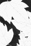 Salem Leaves 2
