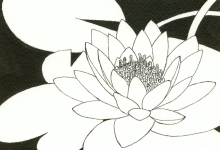 Water Lily 4