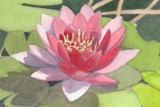 Water Lily