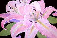 Lilies